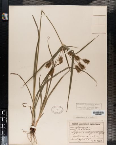 Cyperus retrofractus