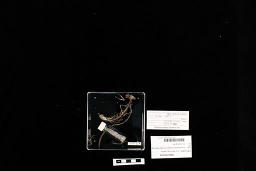 Dasia olivacea
