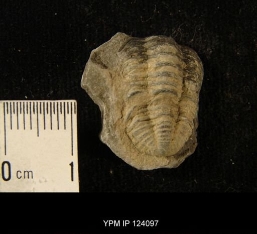 Phacops rana