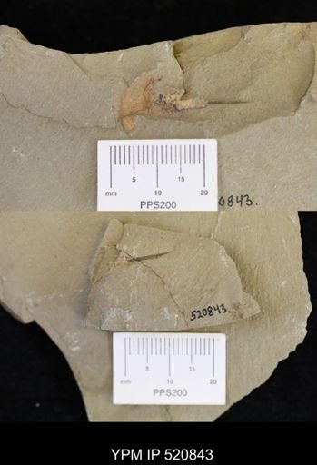 undet. Xiphosurida
