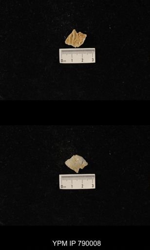 Leptodus sp.