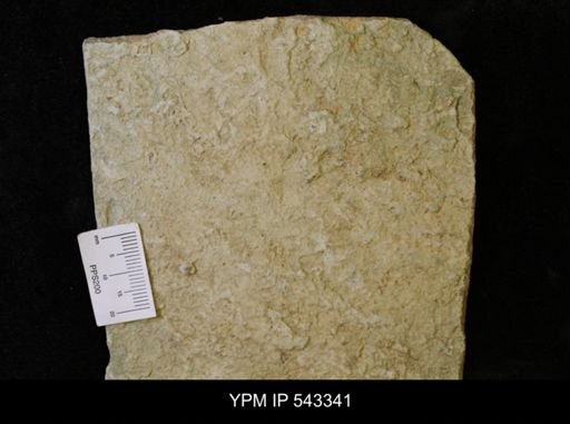 undet. Ichnofossil