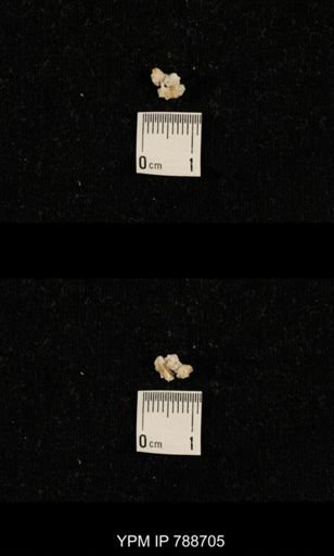 taxon undetermined