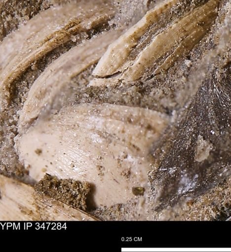 undet. Bivalvia