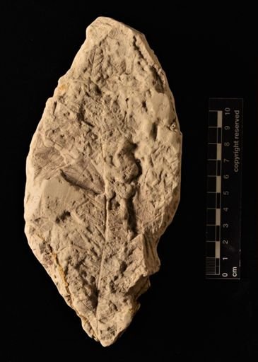 Gleichenia zippei
