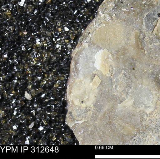 undet. Mollusca