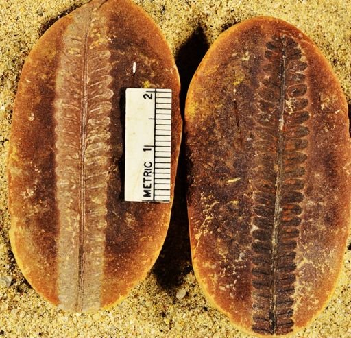 Pecopteris sp.
