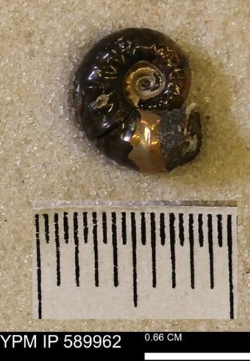 undet. Scaphitidae