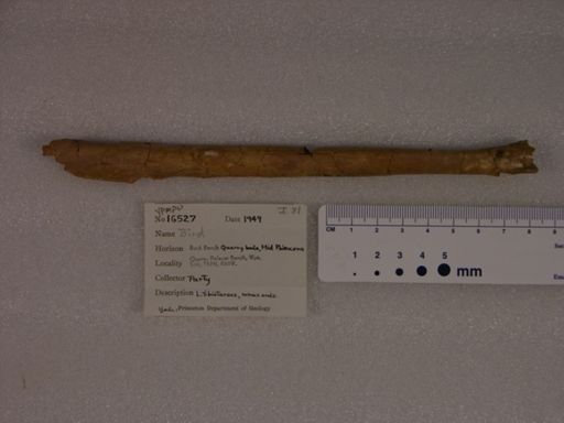 Neornithes