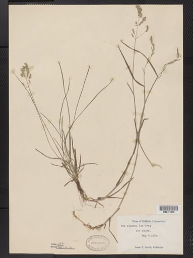 Poa alsodes