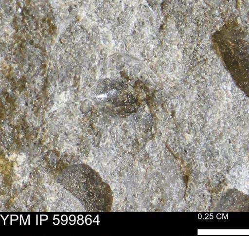 Protocardia subquadrata