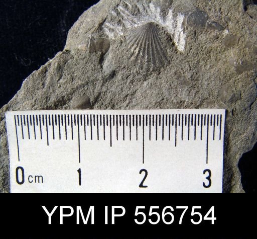 Hesperorthis sp.