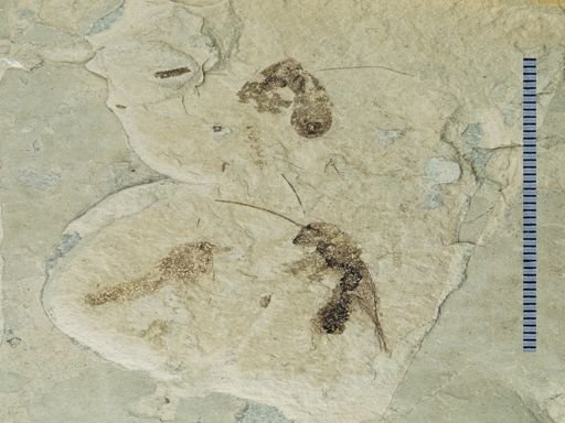undet. Auchenorrhyncha