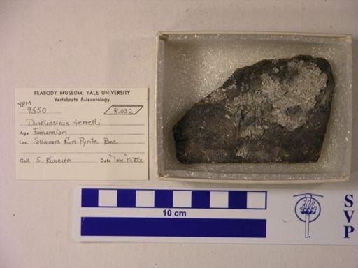 Dunkleosteus terrelli