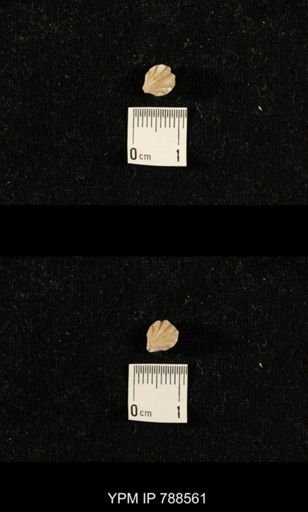 undet. Brachiopoda