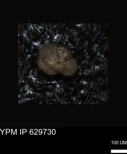 undet. Foraminiferida