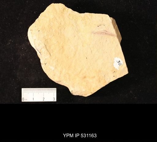 Ostracoda