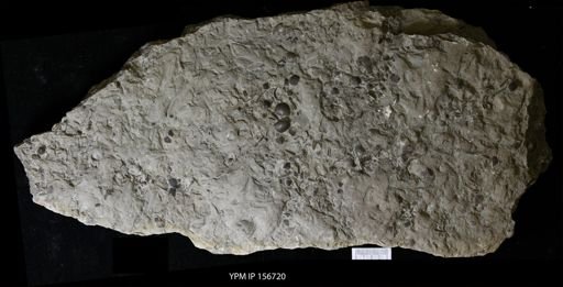 Tentaculites sp.