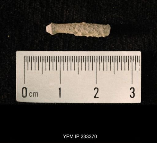 Archaeocidaris sp.