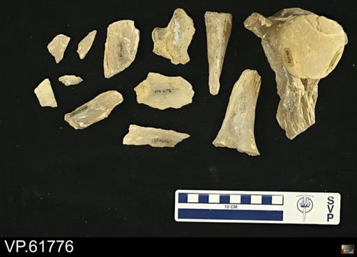 undet. Mosasauridae