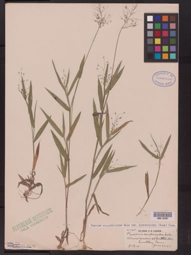 Panicum villosissimum