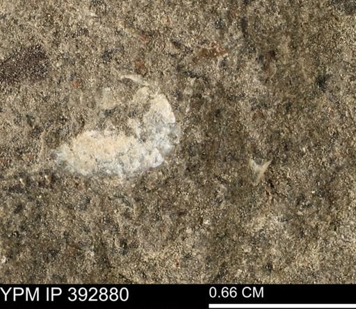 undet. Mollusca