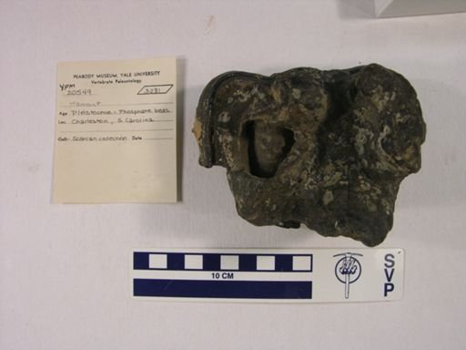 Mammut americanum