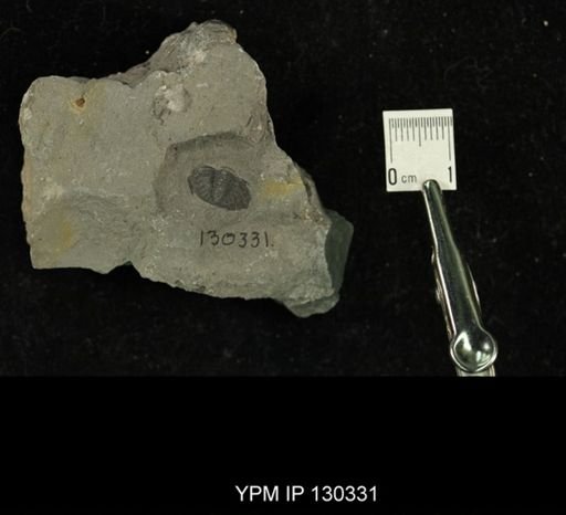 Phacops rana