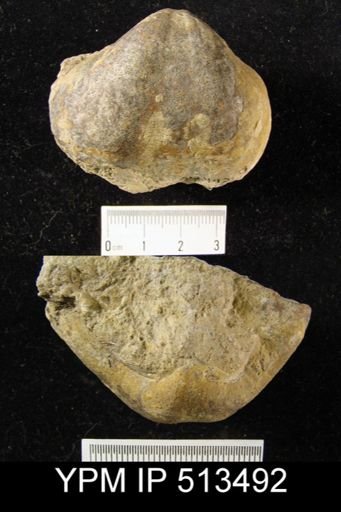 Spirifer sp.