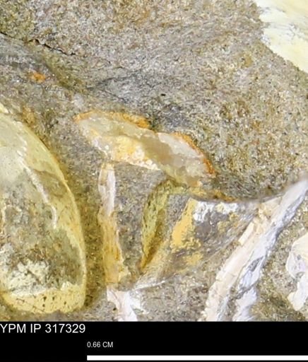 undet. Mollusca