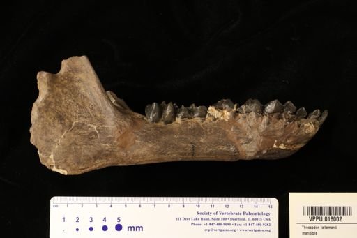 Theosodon lallemanti