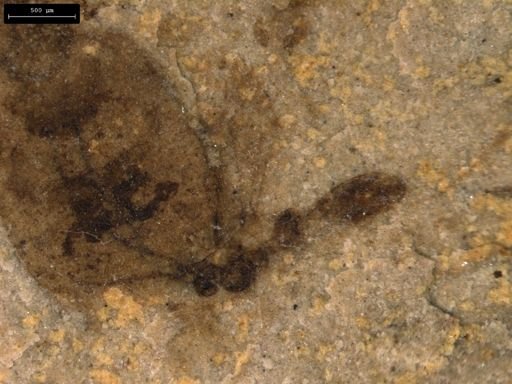 undet. Hymenoptera