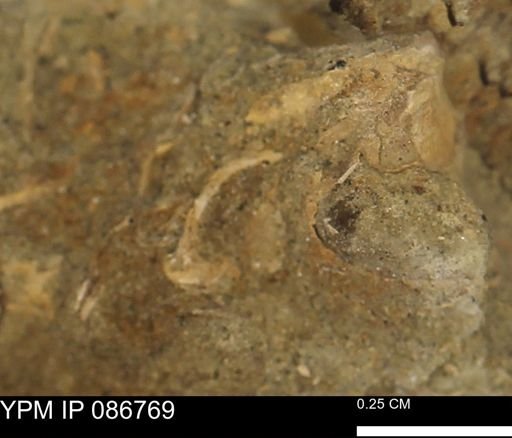 undet. Bivalvia