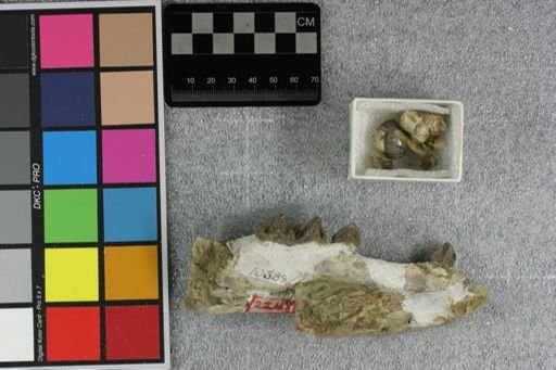 Elomeryx armatus