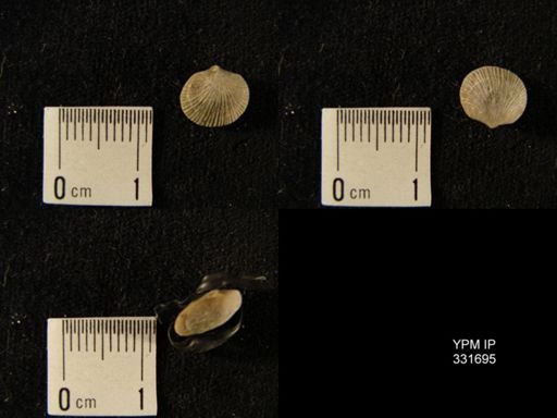 undet. Dalmanelloidea