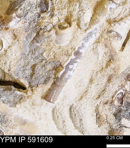 Serpulidae