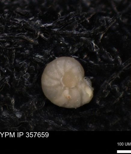 undet. Foraminiferida