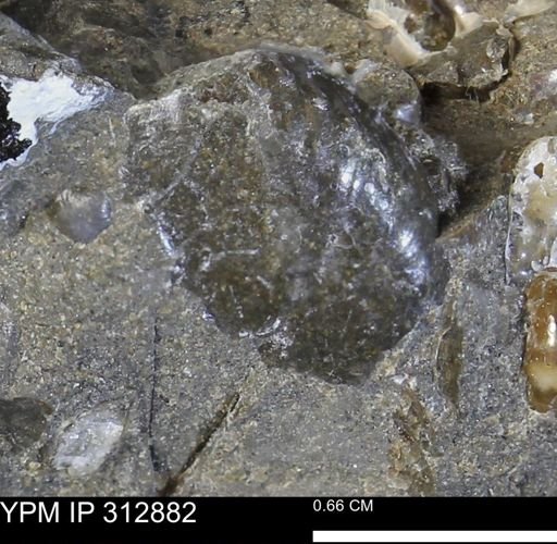 undet. Mollusca