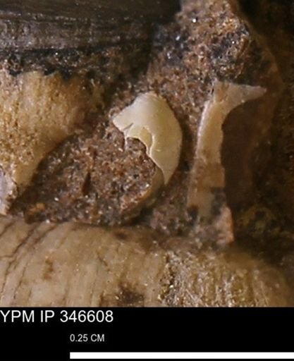 undet. Bivalvia