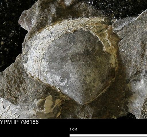 Spisula elliptica