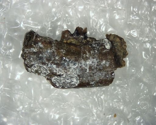 Bisonalveus browni