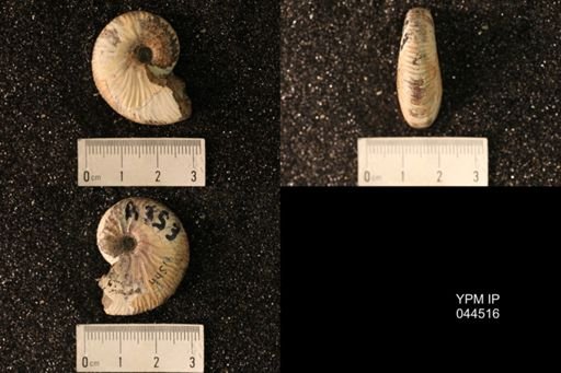 Hoploscaphites nicolletii