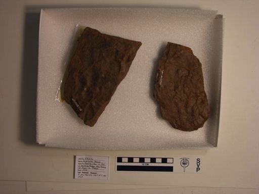 Grallator tenuis