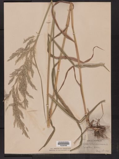 Cinna arundinacea