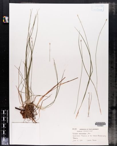 Scirpus verecundus