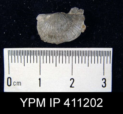 Stropheodonta inaequistriata