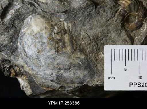 Pterioida