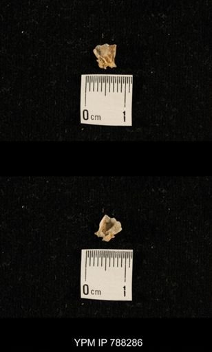 undet. Brachiopoda
