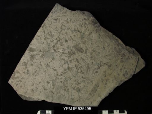undet. Eurypterida