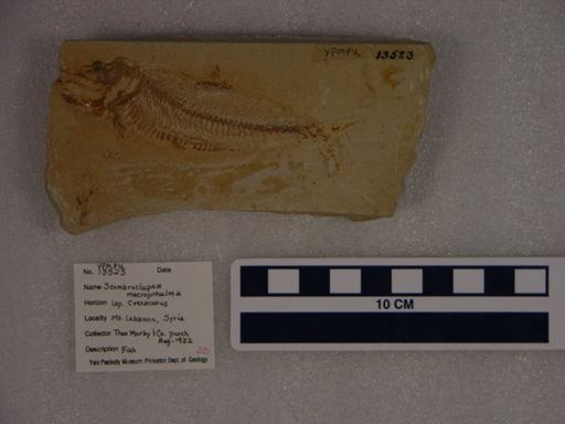Scombroclupea macrophthalma